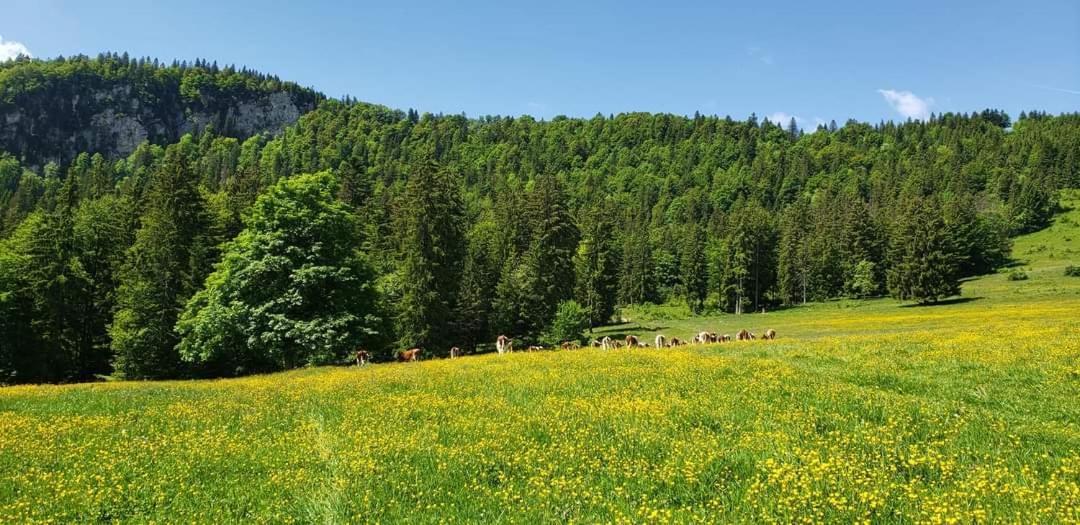 Place Royale Pour 10 A 12 Personnes A 30 Met Des Pistes De Et Vtt Ferienhaus